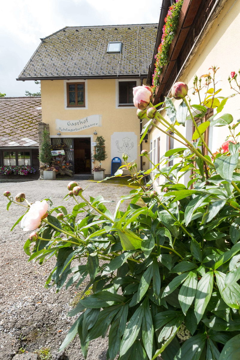 Pflanzen im Gasthof Schlagobersbauer